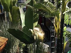 -西塘人家•黑金冠本地好店