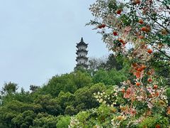-紫阳古街
