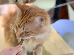 -豆逗聊愈猫阁Easy Life