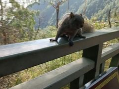 -苍山感通索道