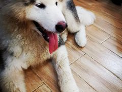 -李小姐の猫咖啡馆(五角场店)