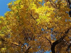 -三里屯东五街银杏大道