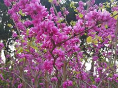 -尹兰楼西北风情餐厅(嘉定店)