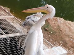 -深圳野生动物园