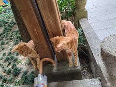 -龙华寺