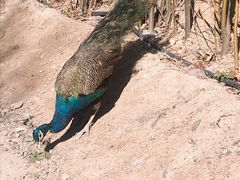 -新疆天山野生动物园