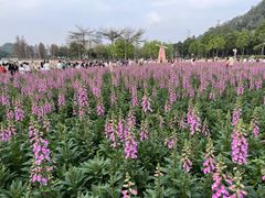 -顺峰山公园