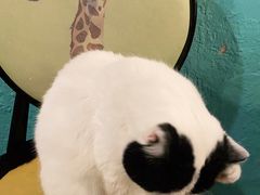 -猫小院猫主题咖啡厅(北锣店)