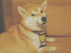 -柴务处·柴犬主题狗咖