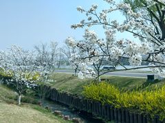 -羊山湖公园