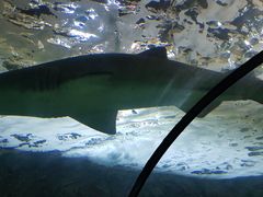 -悉尼海洋生物水族馆