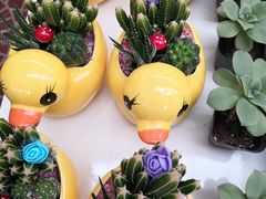 -保定市花鸟鱼虫市场