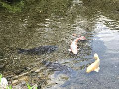 -水前寺成趣园