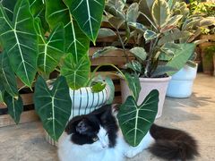 -自由生长植物工作室(深港花卉中心店)