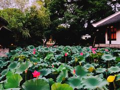 -红梅公园