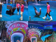 -烟台海昌鲸鲨海洋公园