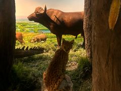 -国家自然博物馆