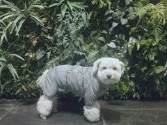 -美联众合动物医院·24h转诊中心