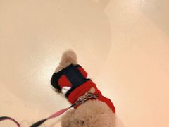 -艾贝尔宠物医院·24H转诊中心·肿瘤猫专科(江宁双龙店)