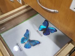 -上海大自然野生昆虫馆