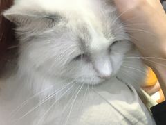 -集宠猫柠宠物生活馆