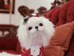 -萌宠之家·腊肠犬·马尔泰·小体犬舍
