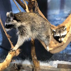 -酷嗒动物文化乐园(cutezoo西溪乐天城店)