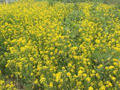 -上海多利农业发展有限公司