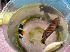 -小猫钓鱼海钓俱乐部(椰梦长廊店)