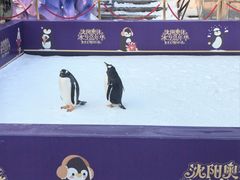 -沈阳奥体冰雪嘉年华