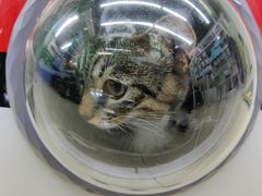 -瑞派动物医院·猫专科·至诚(江南中分院)