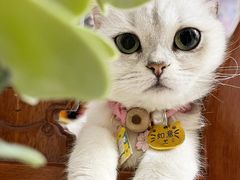 -瑞派宠物医院(搏威敦和院)