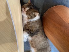 -瞄一喵猫咖(格力海岸店)