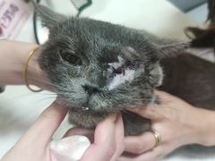 -宠爱国际动物医院· 猫科· 外科·中兽医(长白店)