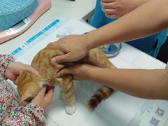 -纳吉亚猫专科动物医院博雅分院