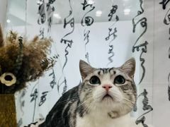-爱洗澡的猫(望京店)