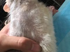 -菲尔斯特宠物医院