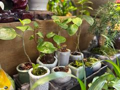 -花鸟鱼虫鲜花绿植市场(玉泉路店)