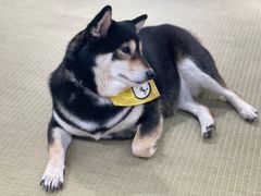 -逗柴咖啡屋·狗咖猫咖宠物桌游