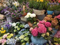 -双季花艺园艺市场(浦东店)