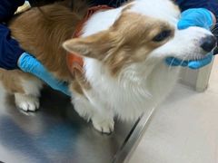 -爱妮康宠物医院·干细胞免疫细胞·肿瘤·心脏(张江店)