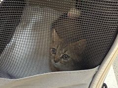 -瑞派康怡24h宠物医院·犬猫医疗中心·微创绝育(瑞景分院)