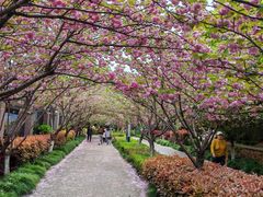 -高东镇樱花园