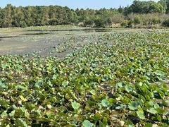 -上海海湾国家森林公园