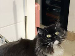 -纳吉亚猫专科动物诊疗中心(蒋宅口分院)