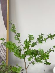 -AM半永久纹眉