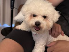 -翊宠yipet猫狗购宠庄园犬舍•猫舍