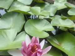 -丫口花园餐厅·融合菜