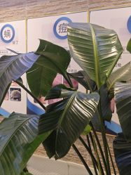 -黎蓓露·徒手骨雕蛋白抗衰·调肤管理