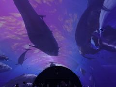 -大连圣亚海洋世界